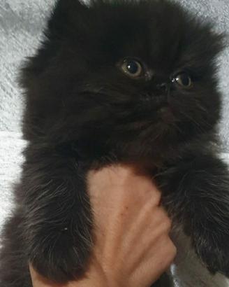 Gattino persiano nero smog