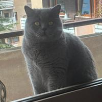 Gatto Scottish completo di tiragraffi ed accessori