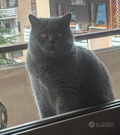 Gatto Scottish completo di tiragraffi ed accessori