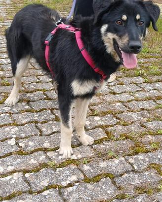 Cucciola taglia media, 8-10 mesi