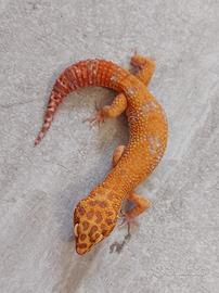 Geco leopardino Red Diamond maschio 2025