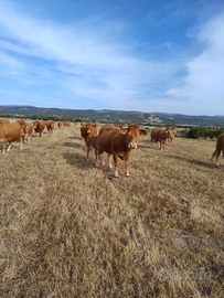 Vacche da carne con vitello