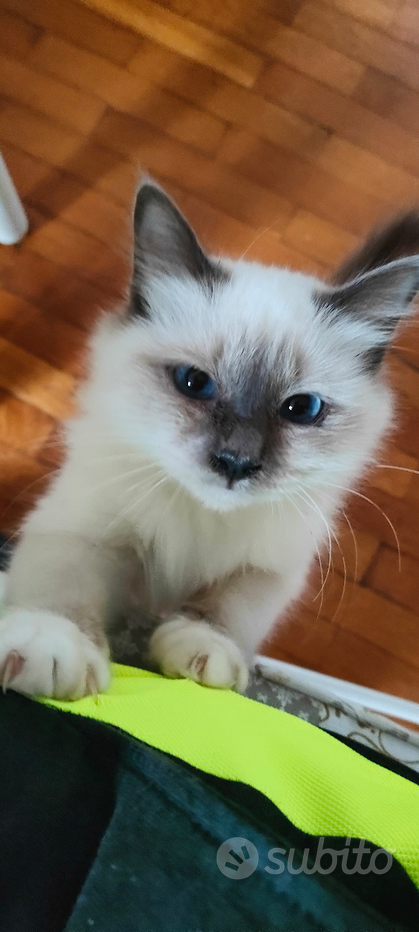 Lettiera gatto jumbo grande - Animali In vendita a Cosenza