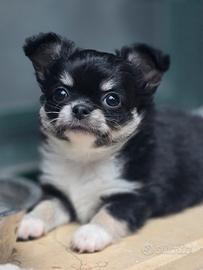Chihuahua Nero Tricolore con Pedigree ENCI