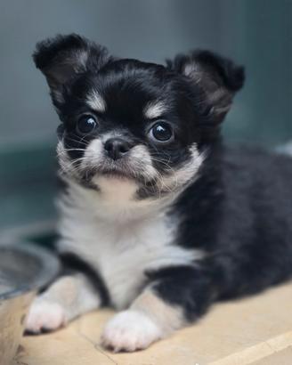 Chihuahua Nero Tricolore con Pedigree ENCI