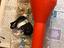 Immagine 3