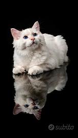 Ragdoll Red Colourpoint