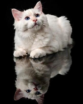 Ragdoll Red Colourpoint