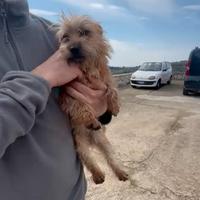 Cagnolina taglia piccola