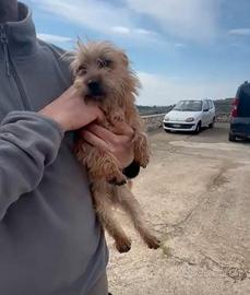 Cagnolina taglia piccola