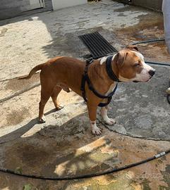 Pitbull amstaff disponibile per monta