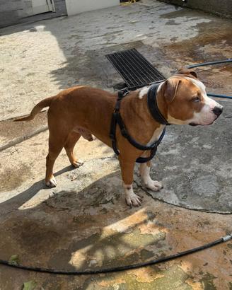 Pitbull amstaff disponibile per monta