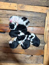Cuccioli border collie