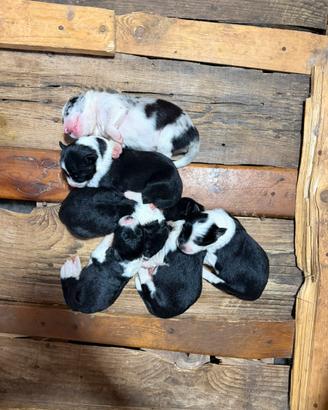 Cuccioli border collie