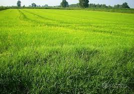 Albaredo d'adige periferia: lotto edificabile