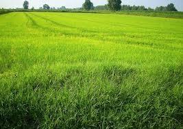 Albaredo d'adige periferia: lotto edificabile