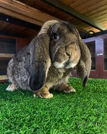 Coniglio ariete gigante cuccioli