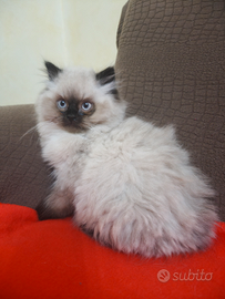 Gatti persiani himalayani