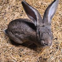 Conigli di razza fiandra