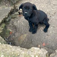 Cucciola cane corso