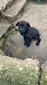 Cucciola cane corso