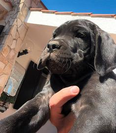 Cucciola cane corso