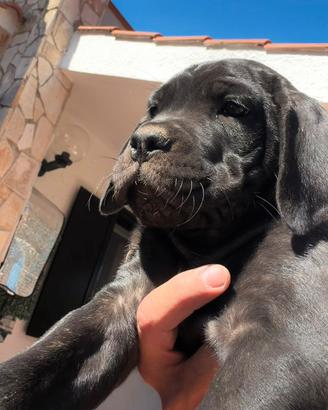 Cucciola cane corso