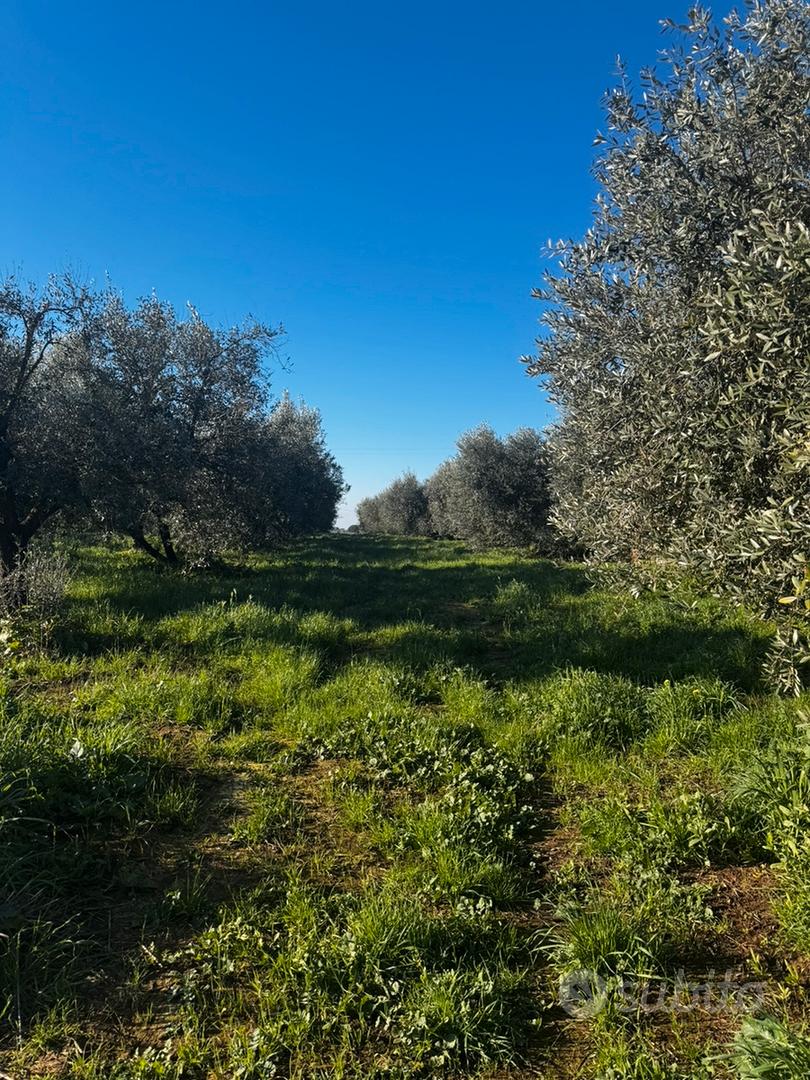 Terreno agricolo 15000 mt - Ansicht 2