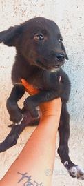 Cuccioli cane