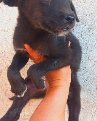Cuccioli cane