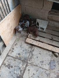 Cuccioli di bracca guzan