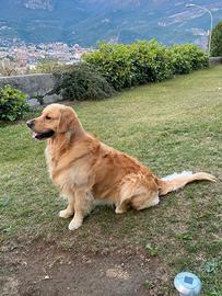 Golden retriver per monta