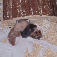 Cuccioli di criceto dorato