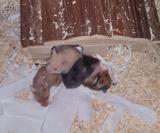 Cuccioli di criceto dorato