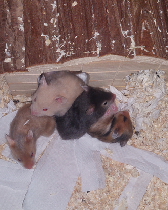 Cuccioli di criceto dorato