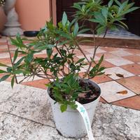 bonsai di gardenia jasminoide 