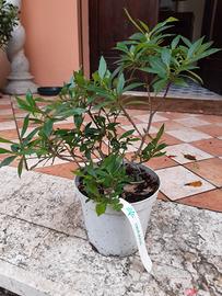 bonsai di gardenia jasminoide 