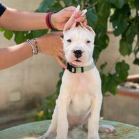 Dogo argentino cuccioli