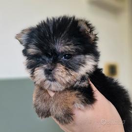 Morkie taglia mini