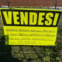Terreno agricolo di 12.000 mq, con capannone