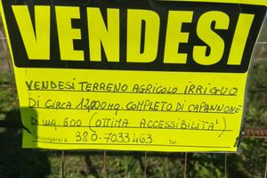 Terreno agricolo di 12.000 mq, con capannone