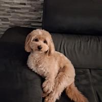 Accoppiamento cucciolo maltipoo