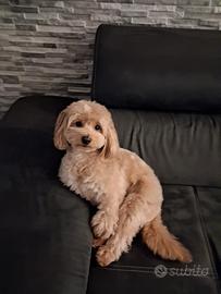 Accoppiamento cucciolo maltipoo