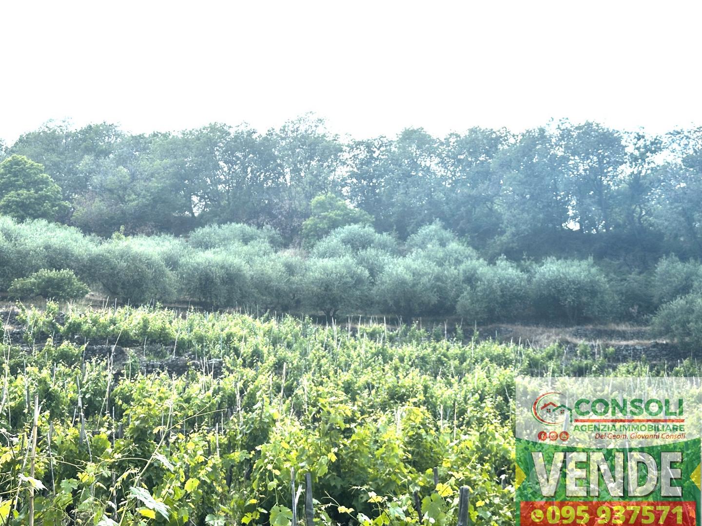 Terreno agricolo con fabbricato a Linguaglossa - Vista 2