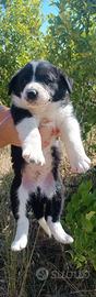 Animali,cuccioli di cane