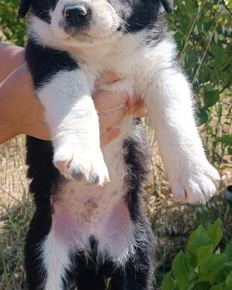 Animali,cuccioli di cane