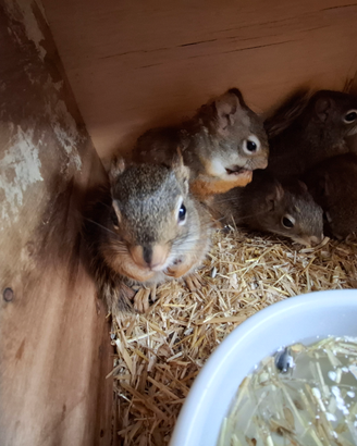 Scoiattolo Hudsonicus