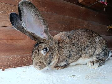 Coniglio gigante delle fiandre