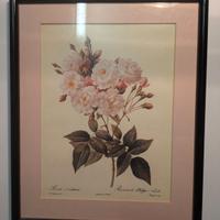Quadri con stampe botaniche 