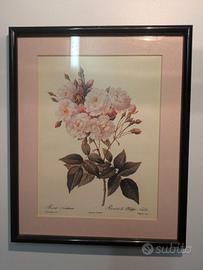 Quadri con stampe botaniche 